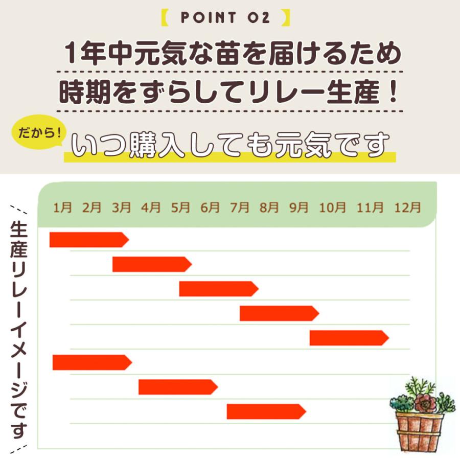 ハーブ 苗 5個 おまかせ 種類 栽培 ハーブティー ハーブガーデン 花 ガーデニング 苗木 果樹 栽培キット 送料無料 Osusume 5 ハーブ苗のポタジェガーデン 通販 Yahoo ショッピング