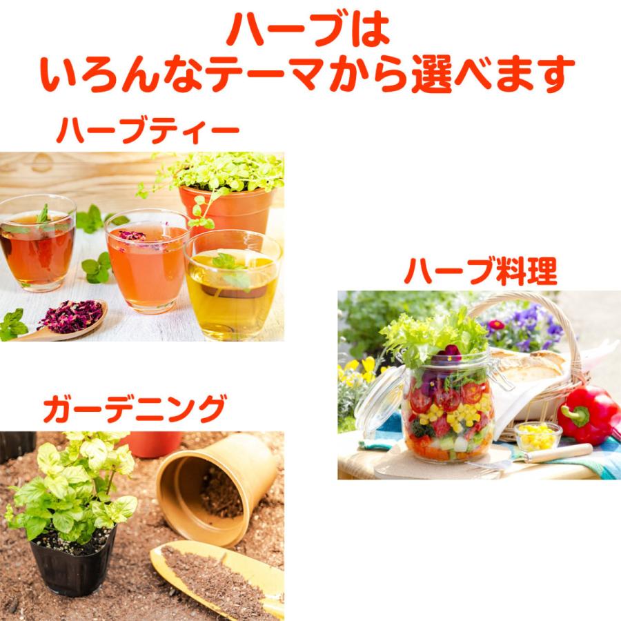 ハーブ 苗 10個 おまかせ 種類 栽培 ハーブティー ハーブガーデン 花 ガーデニング 苗木 果樹 栽培キット送料無料 Osusume10 ハーブ苗のポタジェガーデン 通販 Yahoo ショッピング