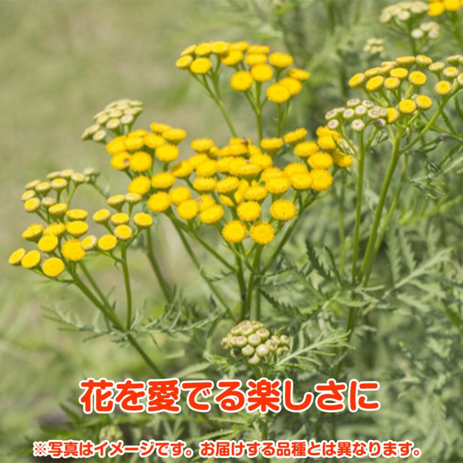 ハーブ 苗 10個 おまかせ 種類 栽培 ハーブティー ハーブガーデン 花 ガーデニング 苗木 果樹 栽培キット送料無料 Osusume10 ハーブ苗のポタジェガーデン 通販 Yahoo ショッピング