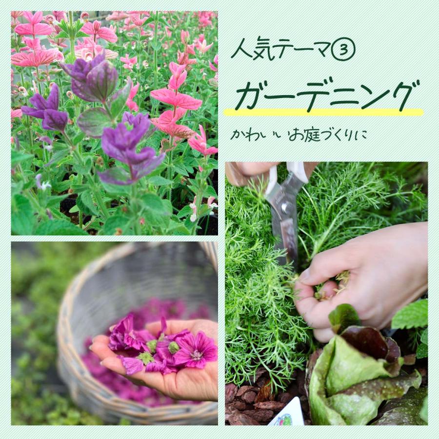 ハーブ 苗 セット 3個（種類 一覧 栽培 画像 花 虫除け 寄せ植え
