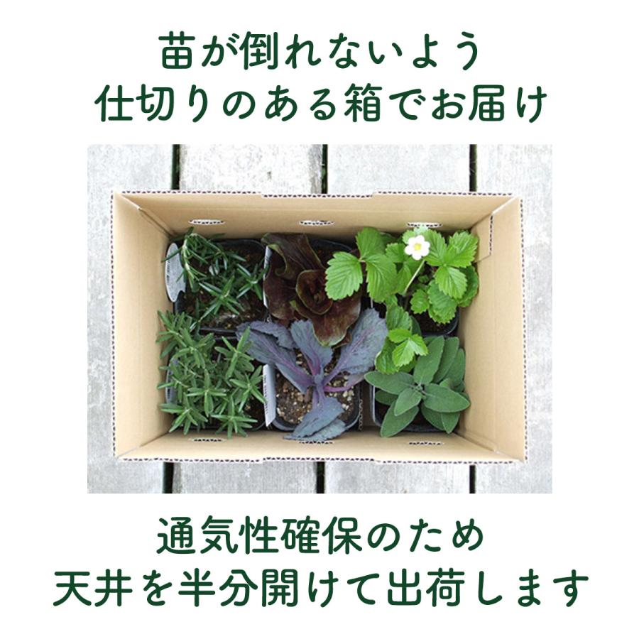 ハーブ 苗 セット 3個（種類 一覧 栽培 画像 花 虫除け 寄せ植え