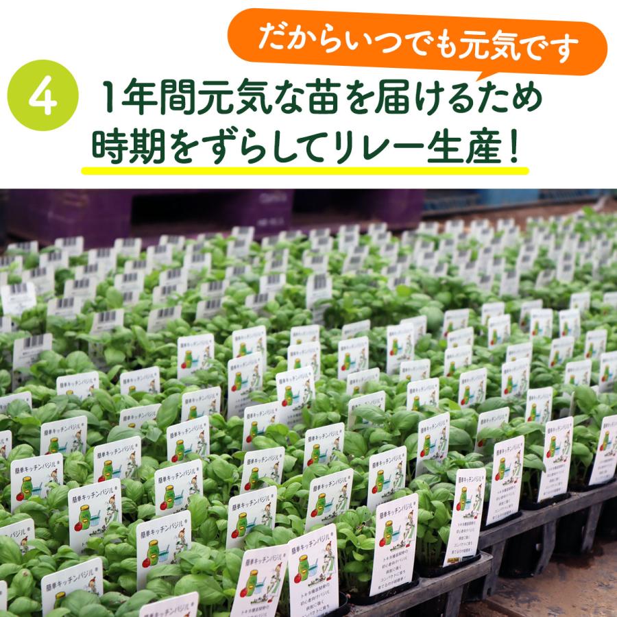 ハーブ 苗 セット 3個（種類 一覧 栽培 画像 花 虫除け 寄せ植え