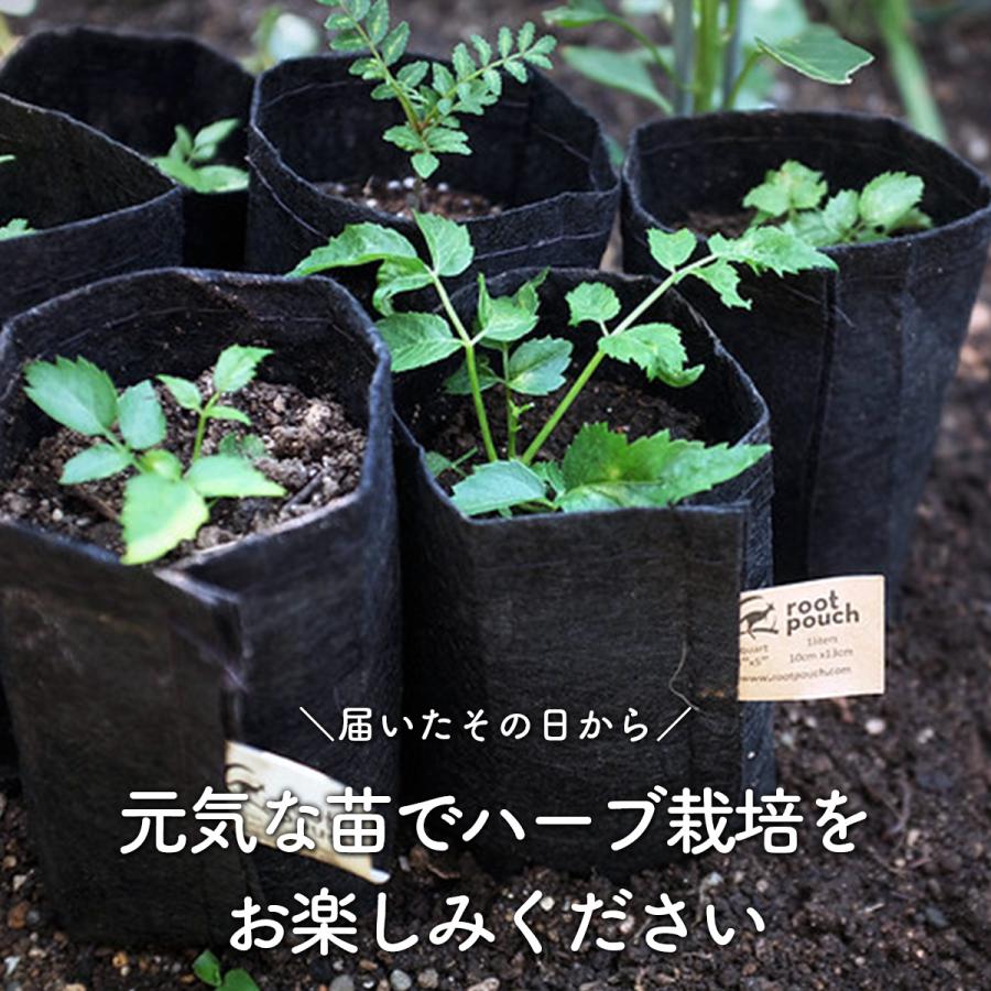 ハーブ 苗 セット 3個（種類 一覧 栽培 画像 花 虫除け 寄せ植え
