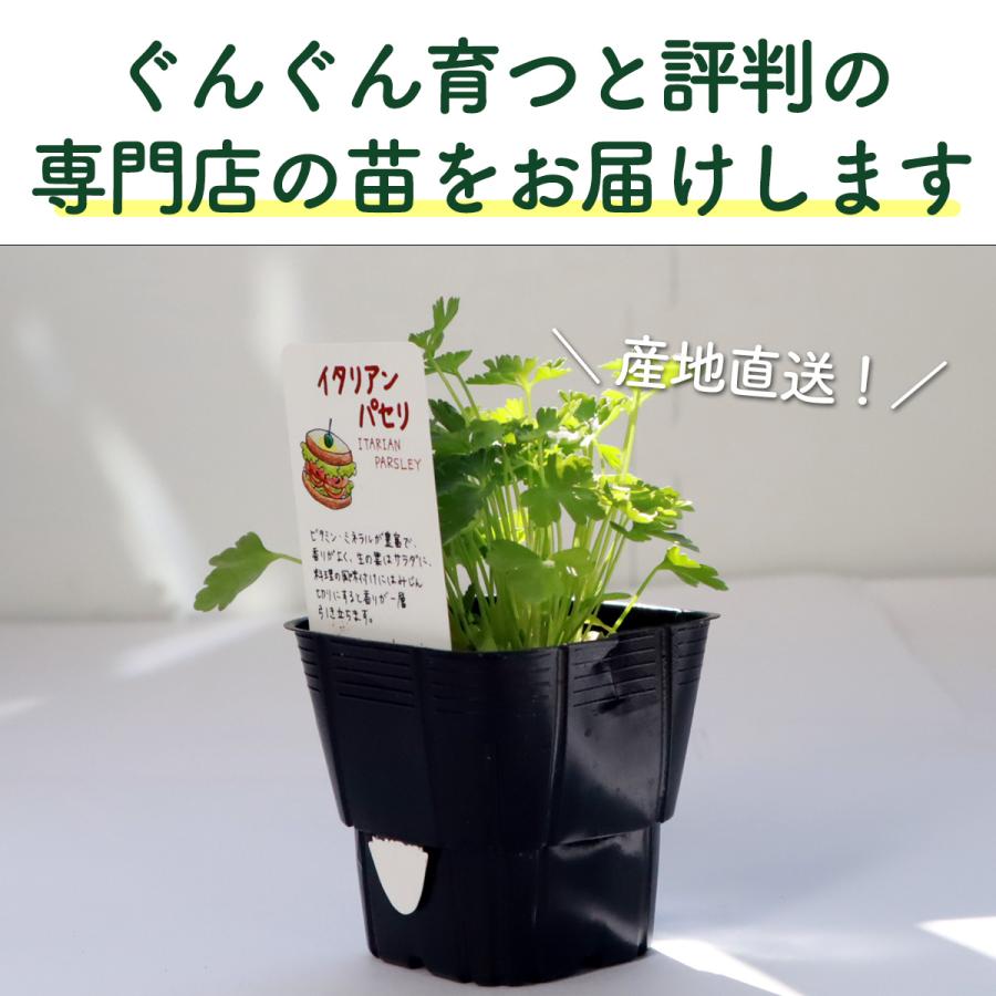 10種から選べるハーブ苗セット　2ポット650円〜　ご注文用 ハーブ 苗 セット 3個（種類 一覧 栽培 画像 花 虫除け 寄せ植え