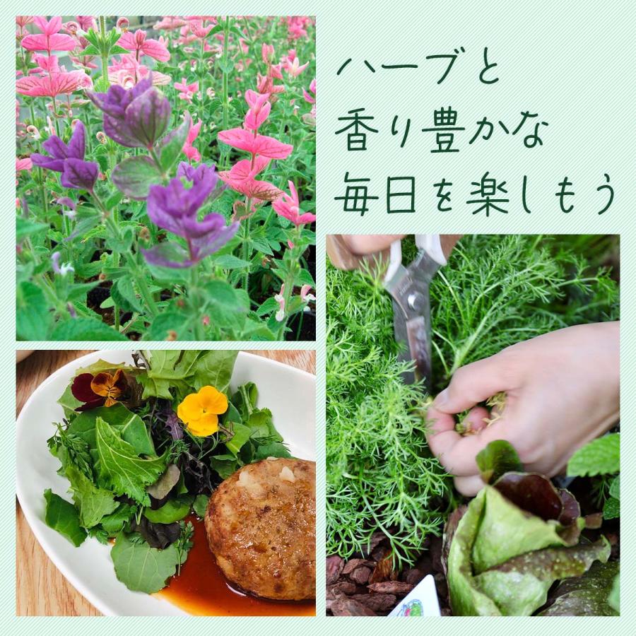 ハーブ 苗 セット 3個（種類 一覧 栽培 画像 花 虫除け 寄せ植え
