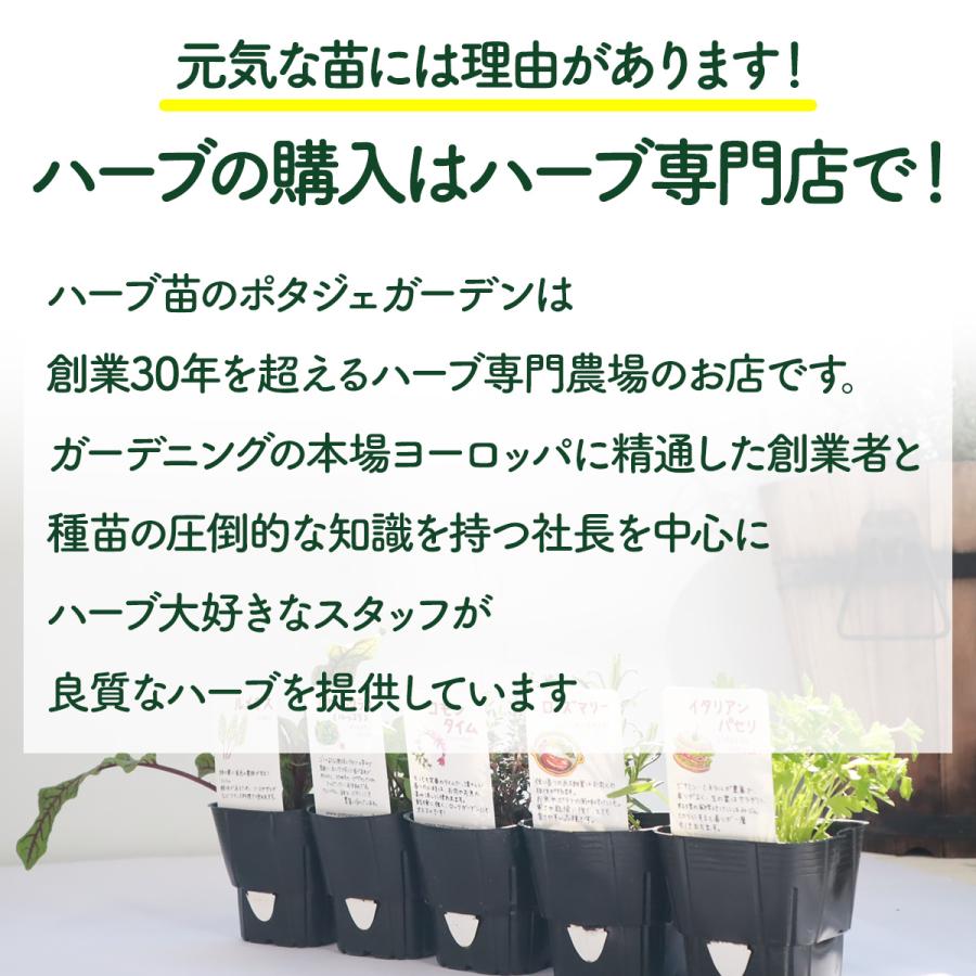 ハーブ 苗 セット 3個（種類 一覧 栽培 画像 花 虫除け 寄せ植え