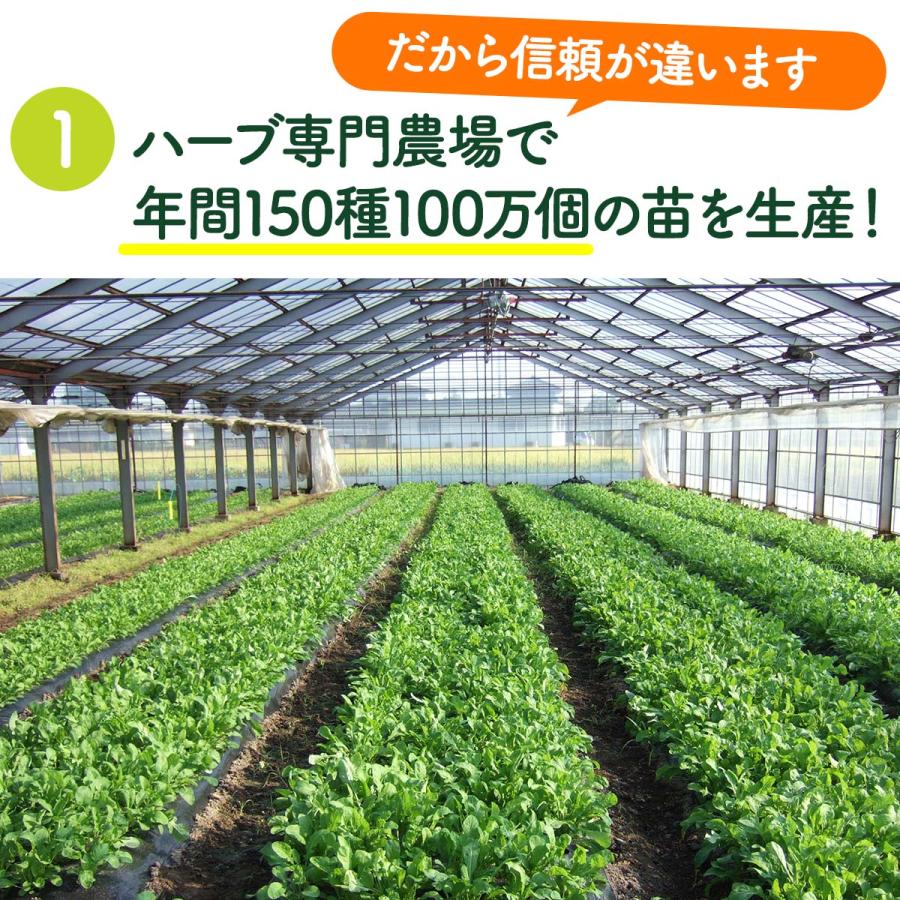 ハーブ 苗 セット 3個（種類 一覧 栽培 画像 花 虫除け 寄せ植え