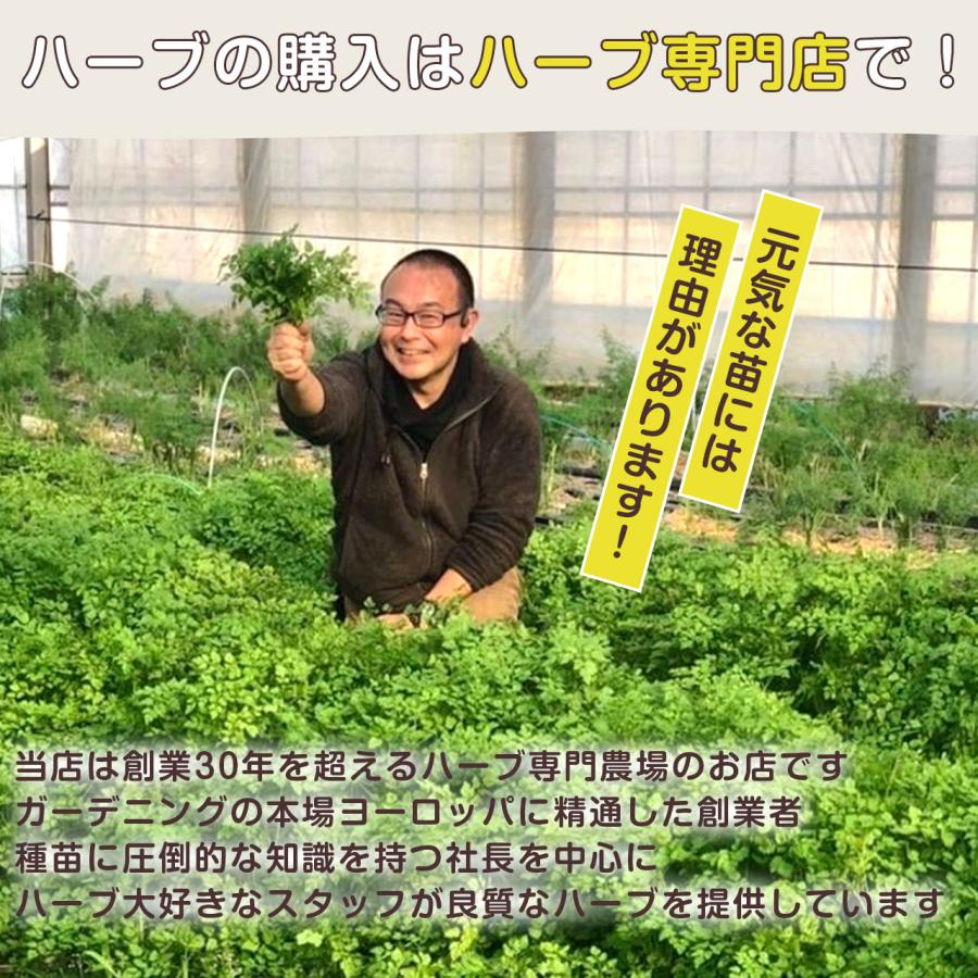 ハーブ 苗 セット 3個 種類 一覧 栽培 画像 花 虫除け 寄せ植え 栽培 初心者 ミント おまかせ 花 ガーデニング 苗木 果樹 栽培キット 送料無料 Osusume ハーブ苗のポタジェガーデン 通販 Yahoo ショッピング