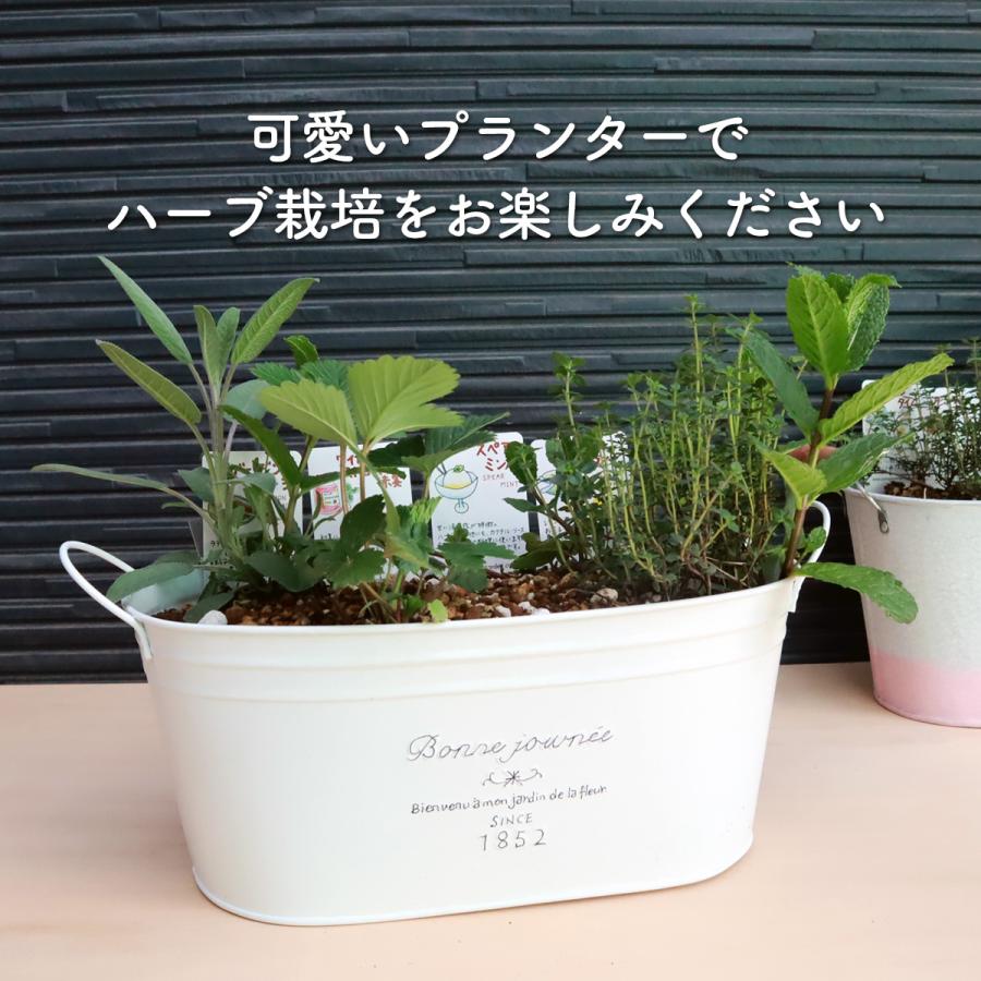 プランター 植木鉢 鉢 おしゃれ（フレンチブリキ 家庭菜園 オーバル 大型 スタンド 野菜 丸 ラック 室内 プランター菜園 花 長方形 土 サイズ 木製 楕円形｜potager｜08