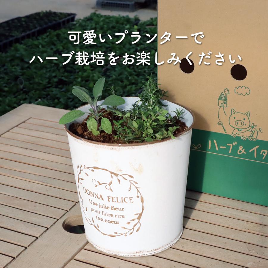 プランター 植木鉢 幅18cm 鉢 丸 大 苗 おしゃれ ブリキ かわいい 寄せ植え ハーブティー 観葉植物 送料無料 花苗 苗木 家庭菜園 P Dana L ハーブ苗のポタジェガーデン 通販 Yahoo ショッピング