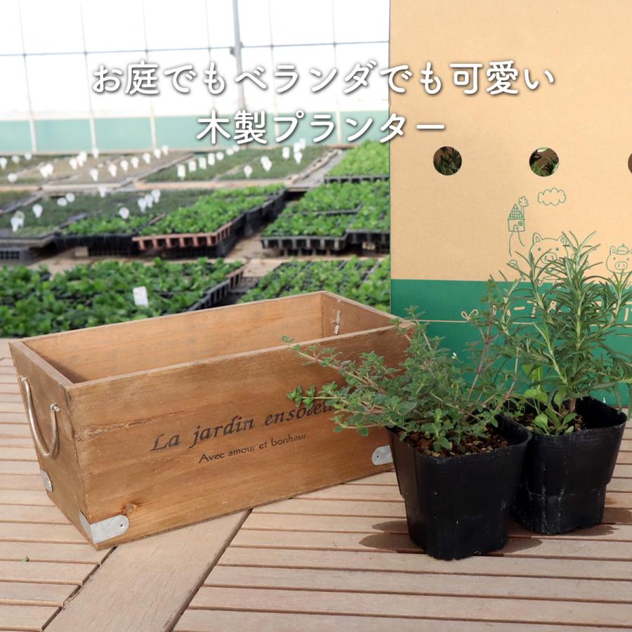【Wallace】オーバルのティーセンター ティー / ポットスタンド 22cm プランター 植木鉢 鉢 おしゃれ（ La Jardin 茶 家庭菜園 オーバル