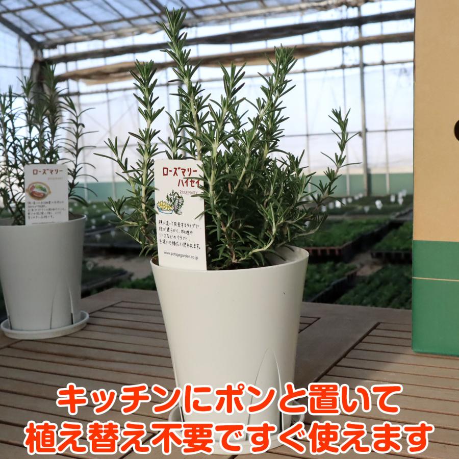 ハーブ 苗 ローズマリー 立性 這性 カラープランター 送料無料 寄せ植え 栽培キット ハーブティー ハーブガーデン ガーデニング 観葉植物 花苗 Rose Big1 ハーブ苗のポタジェガーデン 通販 Yahoo ショッピング