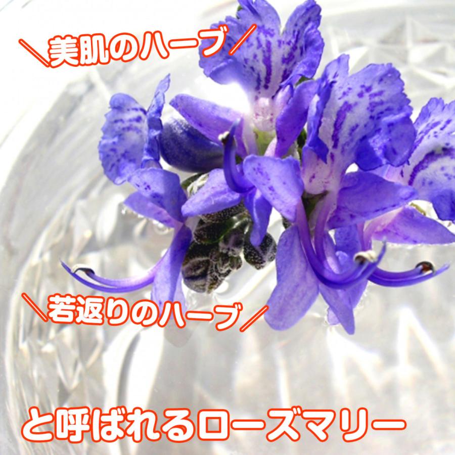 ハーブ 苗 ローズマリー 立性 這性 カラープランター 送料無料 寄せ植え 栽培キット ハーブティー ハーブガーデン ガーデニング 観葉植物 花苗 Rose Big1 ハーブ苗のポタジェガーデン 通販 Yahoo ショッピング