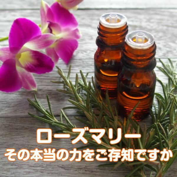 ハーブ 苗 ローズマリー 立性 プラ製プランター（種類 栽培 ハーブ