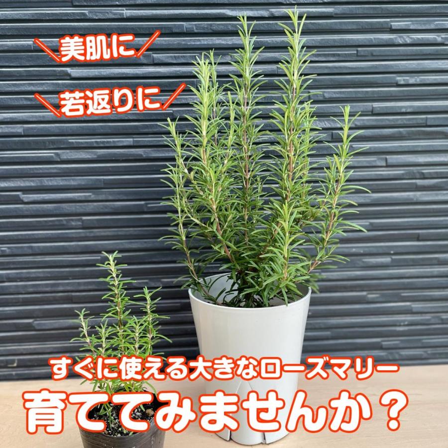 ハーブ 苗 ローズマリー 立性 プラ製プランター 種類 栽培 ハーブティー 花 茶 オイル プランター 育て方 栽培キット 花 ガーデニング Rosemary 5 ハーブ苗のポタジェガーデン 通販 Yahoo ショッピング