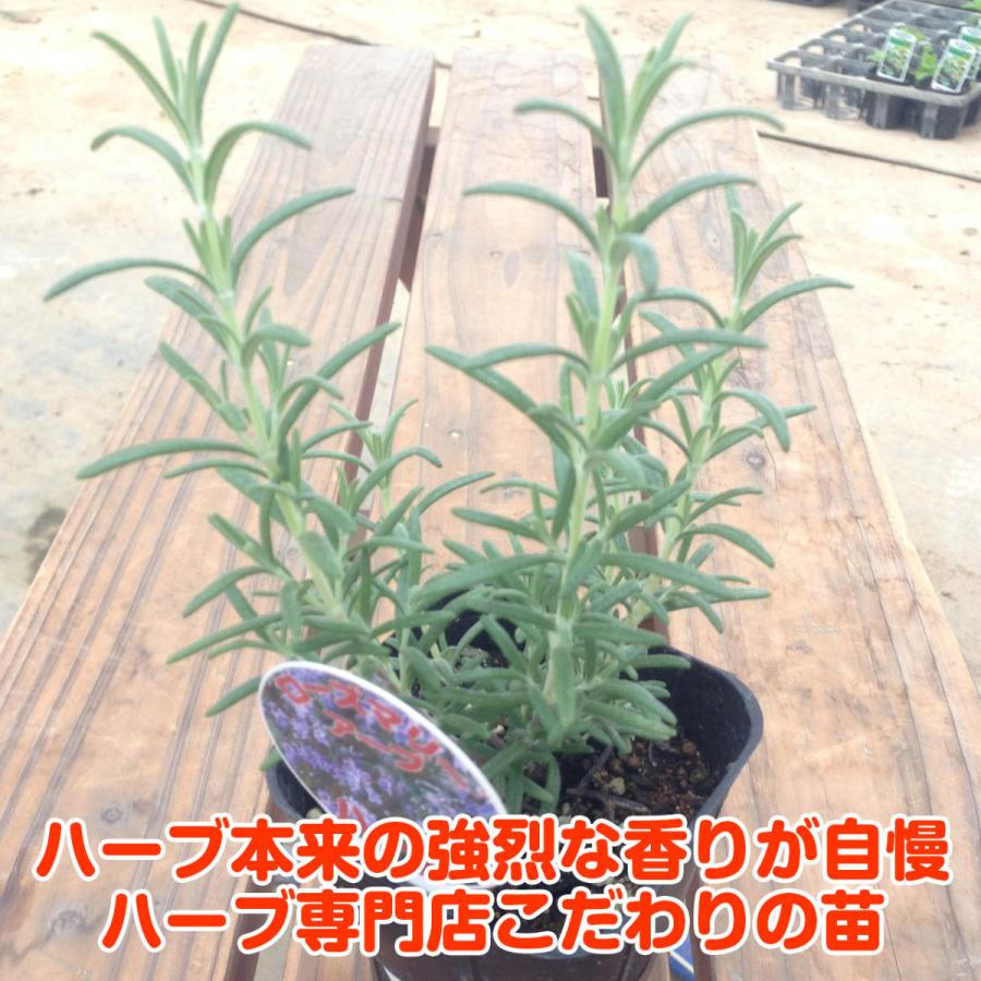 ハーブ 苗 ローズマリー アープ 種類 栽培 ハーブティー ハーブガーデン 花 茶 オイル プランター 育て方 栽培キット 花 ガーデニング Rosemary Arbe ハーブ苗のポタジェガーデン 通販 Yahoo ショッピング