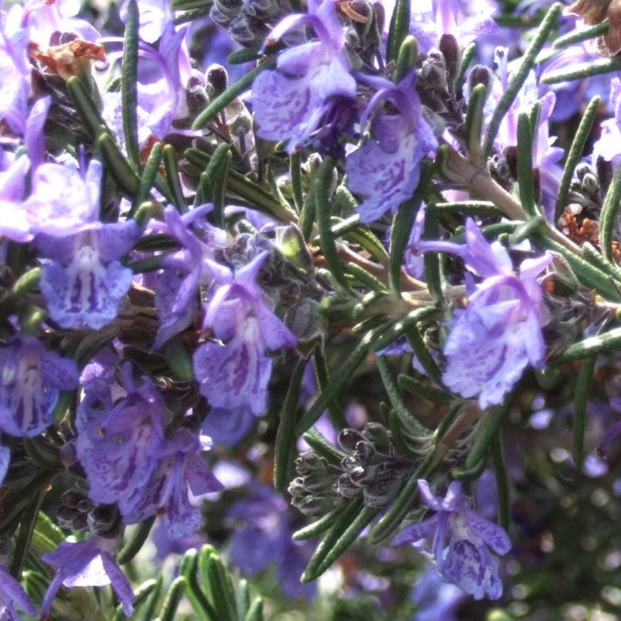 ハーブ 苗 ローズマリー ディープブルー 種類 栽培 ハーブティー ハーブガーデン 花 茶 オイル プランター 育て方 栽培キット Rosemary Deep ハーブ苗のポタジェガーデン 通販 Yahoo ショッピング