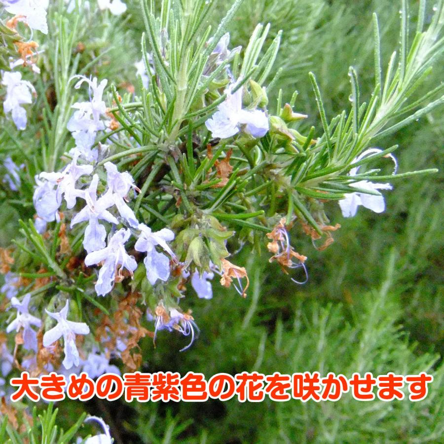 ハーブ 苗 ローズマリー パイン（種類 栽培 ハーブティー ハーブガーデン 花 茶 オイル プランター 育て方 栽培キット 花 ガーデニング
