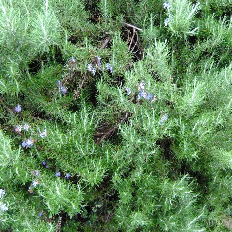 ハーブ 苗 ローズマリー パイン（種類 栽培 ハーブティー ハーブガーデン 花 茶 オイル プランター 育て方 栽培キット 花 ガーデニング