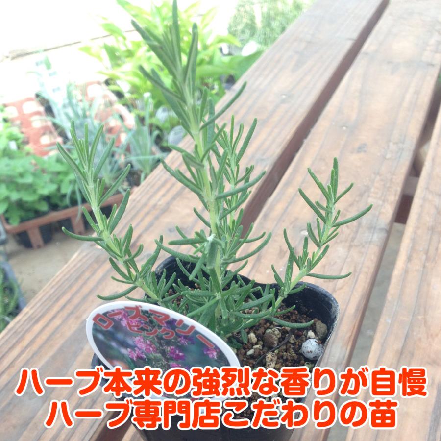ハーブ 苗 ローズマリー マジョルカピンク（種類 栽培 ハーブティー