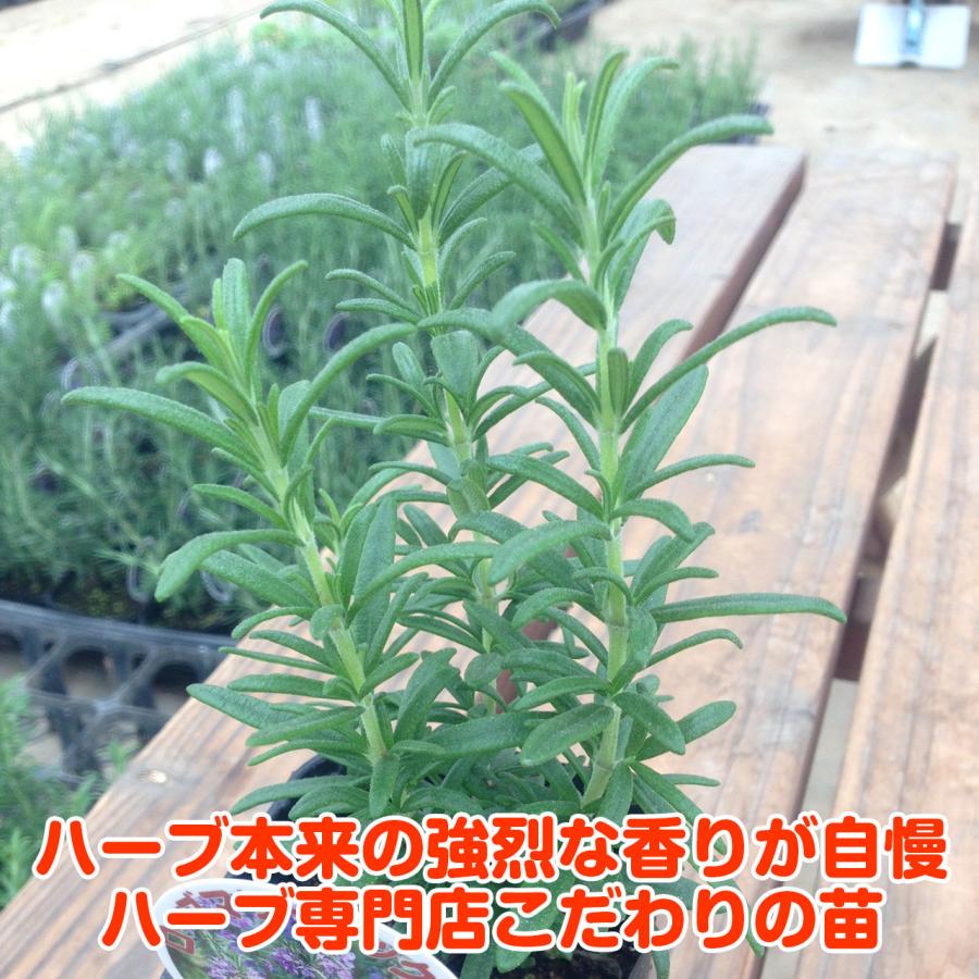 ハーブ 苗 ローズマリー レックス（種類 栽培 ハーブティー ハーブ