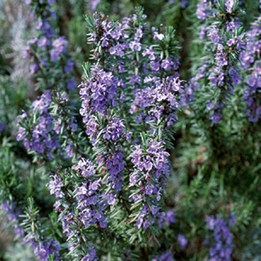 ハーブ 苗 ローズマリー レックス（種類 栽培 ハーブティー ハーブ