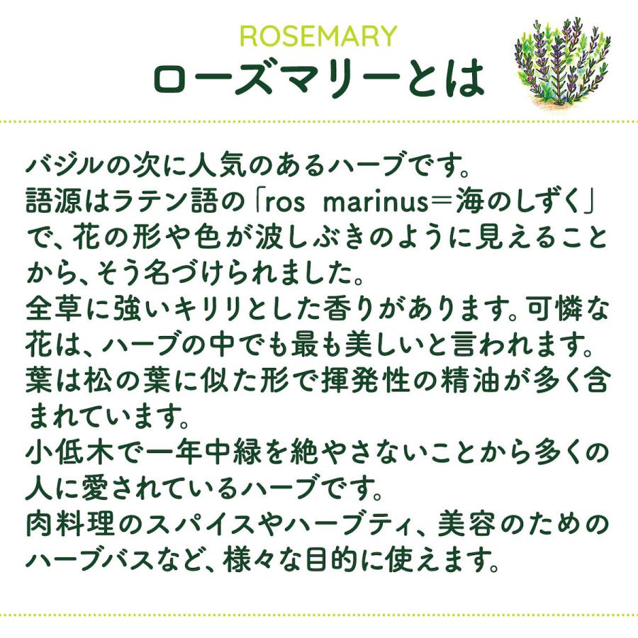 ハーブ 苗 ローズマリー 立性（種類 栽培 ハーブティー ハーブガーデン 花 茶 オイル プランター 育て方 栽培キット 花 ガーデニング） |  | 10