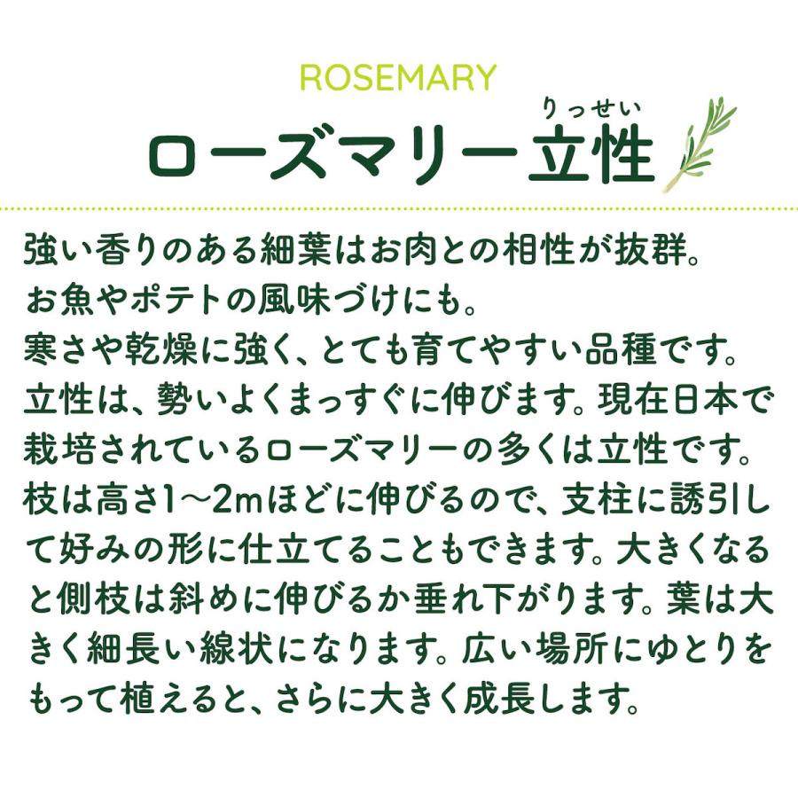 ハーブ 苗 ローズマリー 立性（種類 栽培 ハーブティー ハーブガーデン 花 茶 オイル プランター 育て方 栽培キット 花 ガーデニング） |  | 01