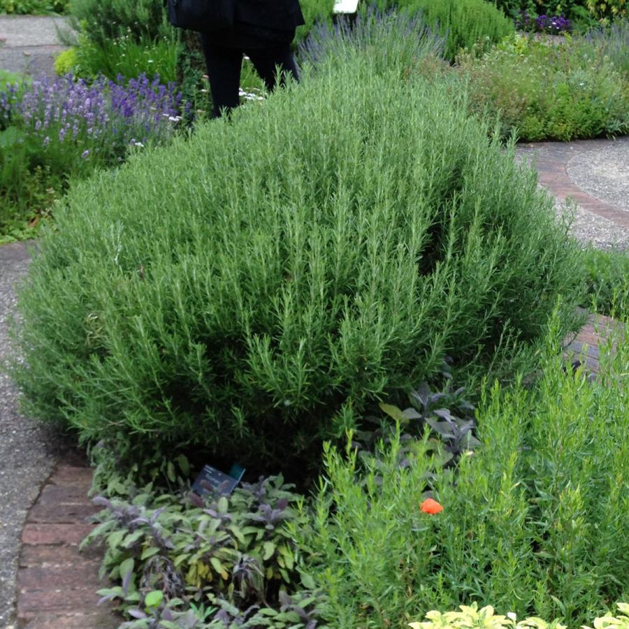 ハーブ 苗 ローズマリー 木製プランター 種類 栽培 ハーブティー ハーブガーデン 花 茶 オイル プランター 育て方 栽培キット 最適な価格