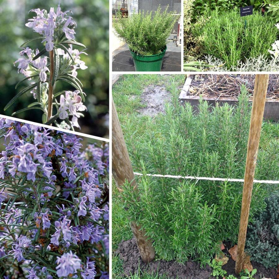 ハーブ 苗 ローズマリー 立性（種類 栽培 ハーブティー ハーブガーデン 花 茶 オイル プランター 育て方 栽培キット 花 ガーデニング） |  | 03