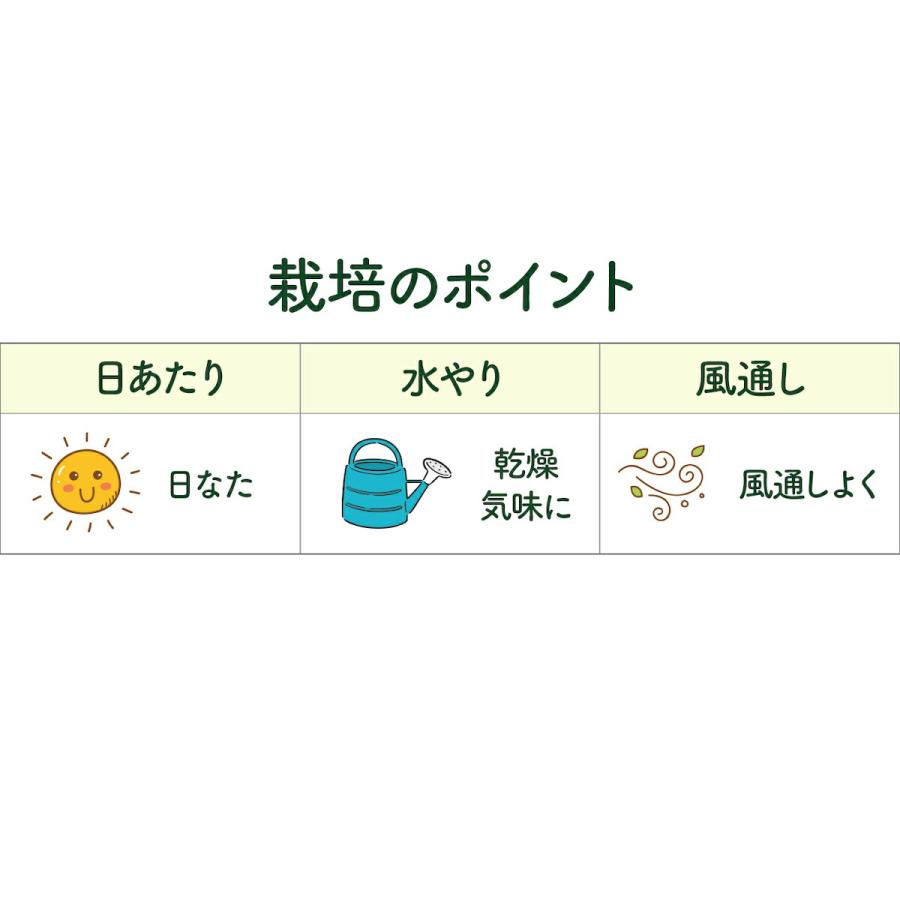 ハーブ 苗 ローズマリー 立性（種類 栽培 ハーブティー ハーブガーデン 花 茶 オイル プランター 育て方 栽培キット 花 ガーデニング） |  | 04