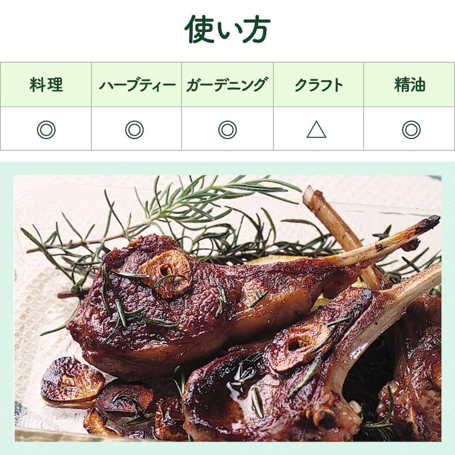 ハーブ 苗 ローズマリー 立性（種類 栽培 ハーブティー ハーブガーデン 花 茶 オイル プランター 育て方 栽培キット 花 ガーデニング） |  | 05