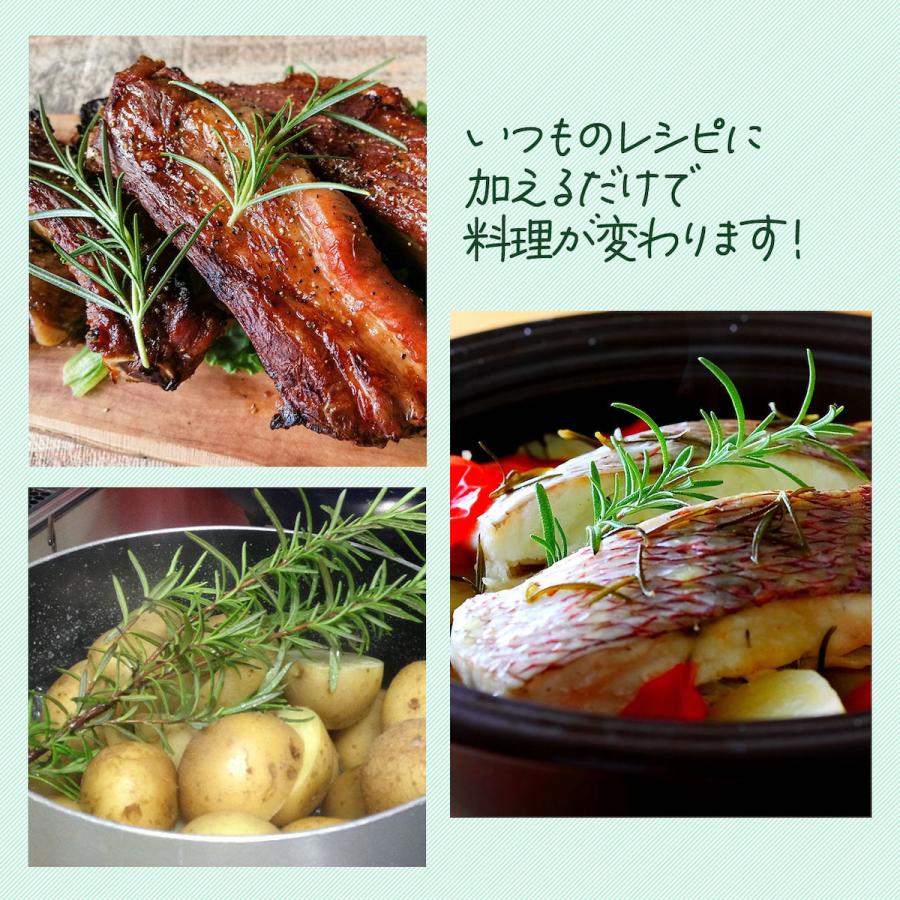 ハーブ 苗 ローズマリー 立性（種類 栽培 ハーブティー ハーブガーデン 花 茶 オイル プランター 育て方 栽培キット 花 ガーデニング） |  | 06