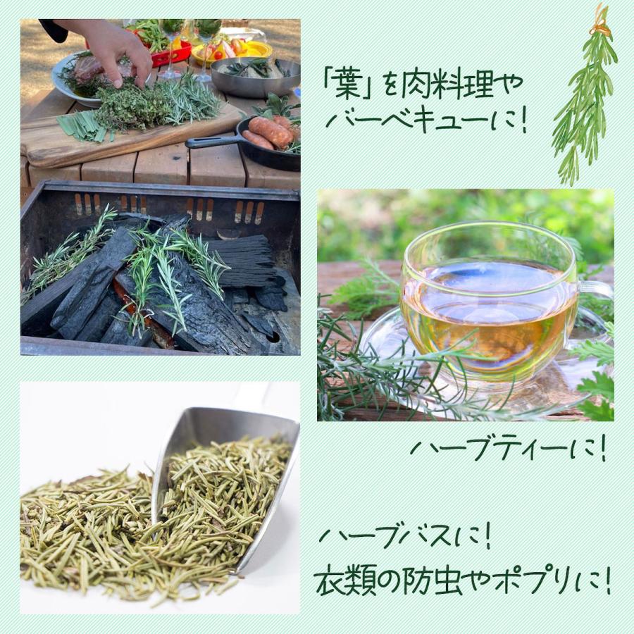 ハーブ 苗 ローズマリー 立性（種類 栽培 ハーブティー ハーブガーデン 花 茶 オイル プランター 育て方 栽培キット 花 ガーデニング） |  | 07