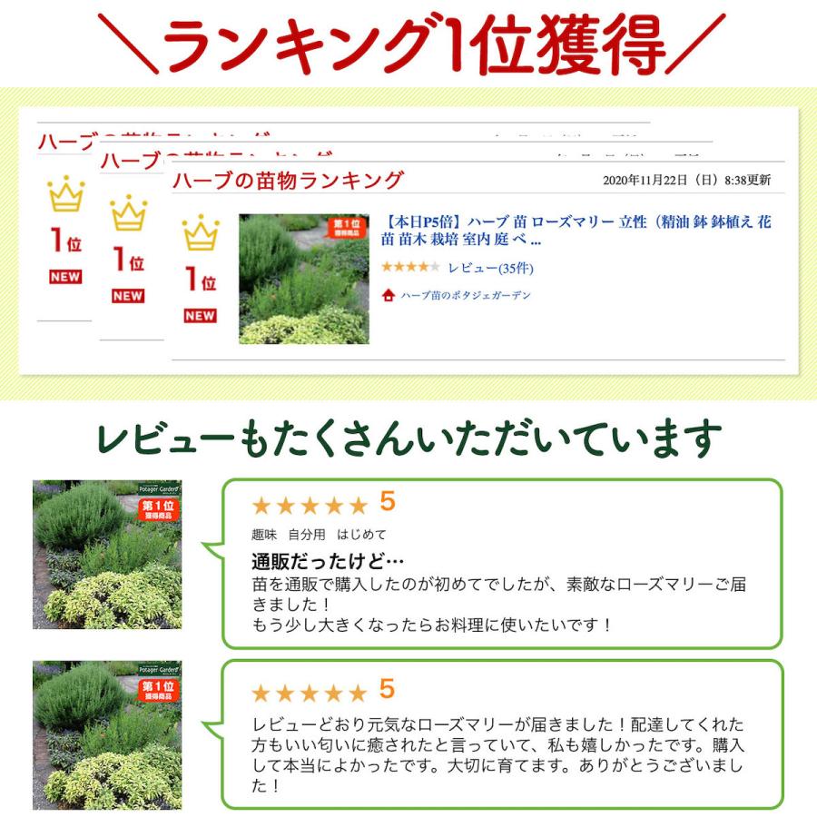 ハーブ 苗 ローズマリー 立性（種類 栽培 ハーブティー ハーブガーデン 花 茶 オイル プランター 育て方 栽培キット 花 ガーデニング） |  | 08