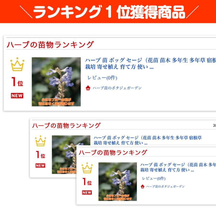 ハーブ 苗 ボックセージ 種類 栽培 ハーブティー ハーブガーデン 浄化 葉 花 ガーデニング 苗木 果樹 栽培キット Sage Boc ハーブ苗のポタジェガーデン 通販 Yahoo ショッピング