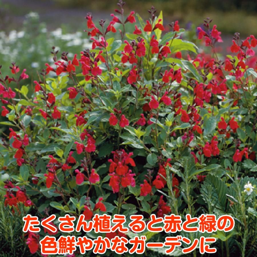 ハーブ 苗 チェリーセージ レッド 種類 栽培 ハーブティー ハーブガーデン 浄化 葉 花 ガーデニング 苗木 果樹 栽培キット Sage Cherry ハーブ苗のポタジェガーデン 通販 Yahoo ショッピング