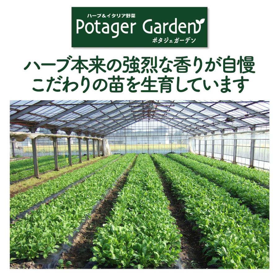 ハーブ 苗 ゴールデン セージ 花苗 苗木 多年生 多年草 栽培 寄せ植え 育て方 使い方 野菜 収穫 時期 作り方 乾燥 ドライ アロマ 香水 Sage Golden ハーブ苗のポタジェガーデン 通販 Yahoo ショッピング