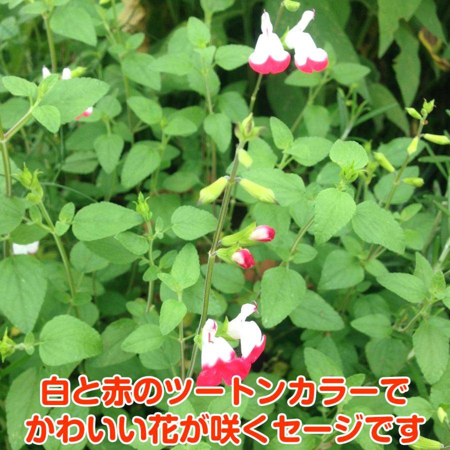 ハーブ 苗 チェリーセージ ホットリップス 種類 栽培 ハーブティー ハーブガーデン 浄化 葉 花 ガーデニング 苗木 果樹 栽培キット Sage Hotlips ハーブ苗のポタジェガーデン 通販 Yahoo ショッピング