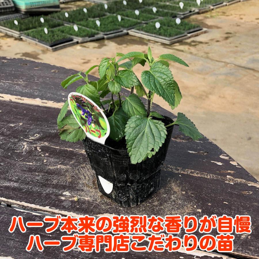 ハーブ 苗 メドーセージ 種類 栽培 ハーブティー ハーブガーデン 浄化 葉 花 ガーデニング 苗木 果樹 栽培キット Sage Meadow ハーブ苗のポタジェガーデン 通販 Yahoo ショッピング