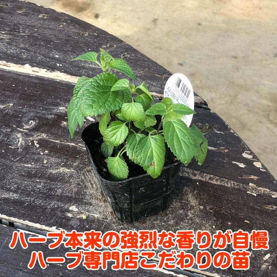ハーブ 苗 メドーセージ 種類 栽培 ハーブティー ハーブガーデン 浄化 葉 花 ガーデニング 苗木 果樹 栽培キット Sage Meadow ハーブ苗のポタジェガーデン 通販 Yahoo ショッピング