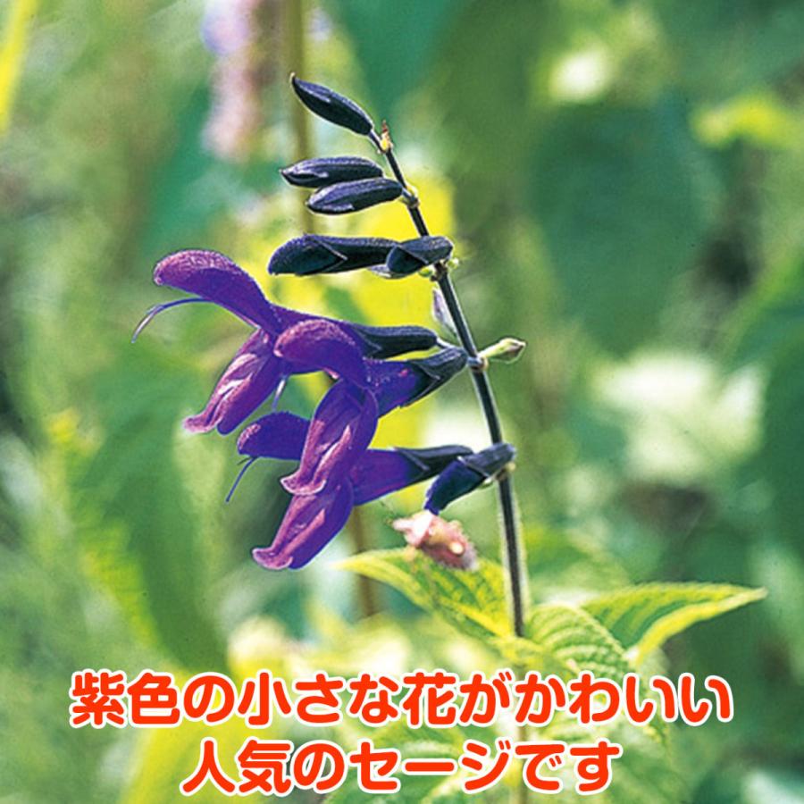 ハーブ 苗 メドーセージ 種類 栽培 ハーブティー ハーブガーデン 浄化 葉 花 ガーデニング 苗木 果樹 栽培キット Sage Meadow ハーブ苗のポタジェガーデン 通販 Yahoo ショッピング