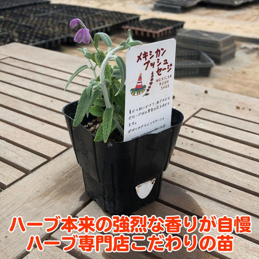 ハーブ 苗 メキシカンブッシュセージ 種類 栽培 ハーブティー ハーブガーデン 浄化 葉 花 ガーデニング 苗木 果樹 栽培キット Sage Mex ハーブ苗のポタジェガーデン 通販 Yahoo ショッピング