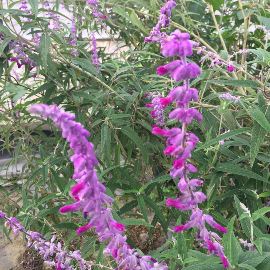 ハーブ 苗 メキシカンブッシュセージ 種類 栽培 ハーブティー ハーブガーデン 浄化 葉 花 ガーデニング 苗木 果樹 栽培キット Sage Mex ハーブ苗のポタジェガーデン 通販 Yahoo ショッピング