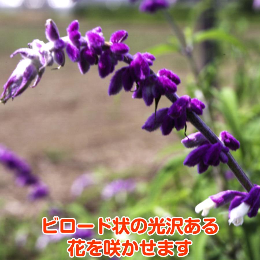 ハーブ 苗 メキシカンブッシュセージ 種類 栽培 ハーブティー ハーブガーデン 浄化 葉 花 ガーデニング 苗木 果樹 栽培キット Sage Mex ハーブ苗のポタジェガーデン 通販 Yahoo ショッピング