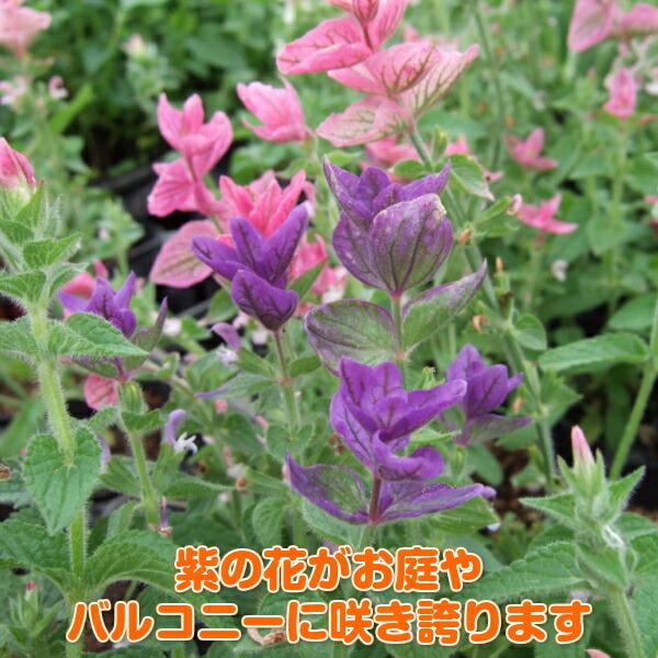 ハーブ 苗 ペインテッドセージ 紫 種類 栽培 ハーブティー ハーブガーデン 浄化 葉 花 ガーデニング 苗木 果樹 栽培キット Sage Painted2 ハーブ苗のポタジェガーデン 通販 Yahoo ショッピング