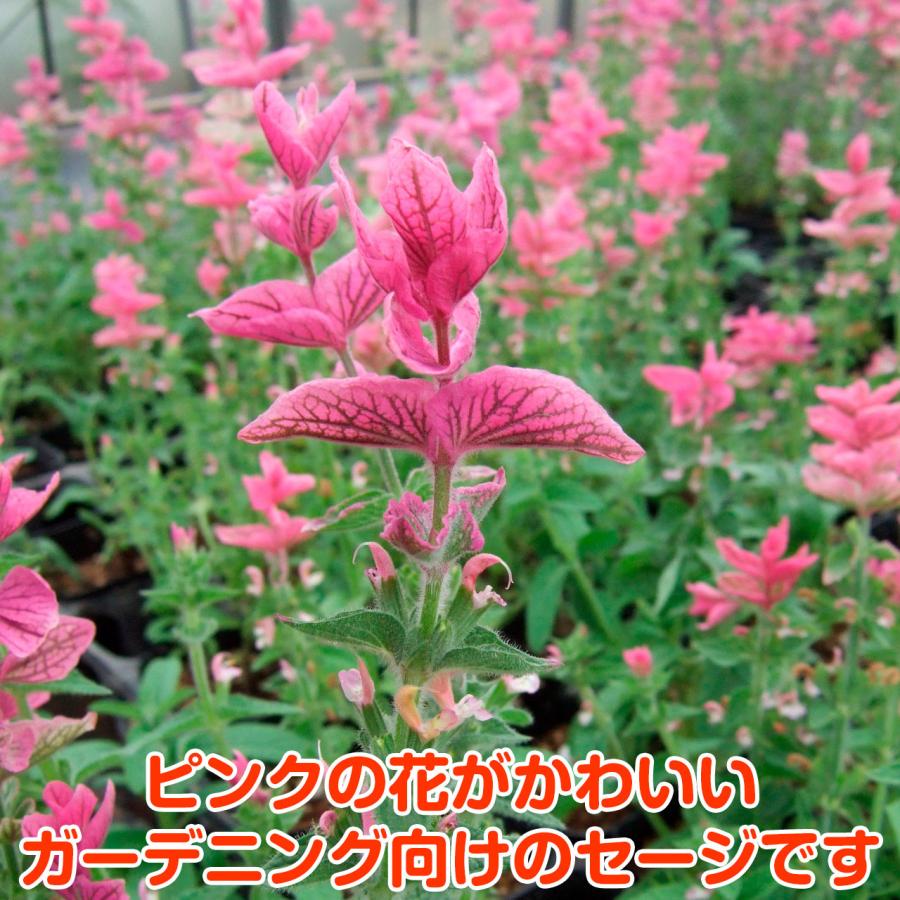 ハーブ 苗 ペインテッドセージ 白 種類 栽培 ハーブティー ハーブガーデン 浄化 葉 花 ガーデニング 苗木 果樹 栽培キット Sage Painted3 ハーブ苗のポタジェガーデン 通販 Yahoo ショッピング