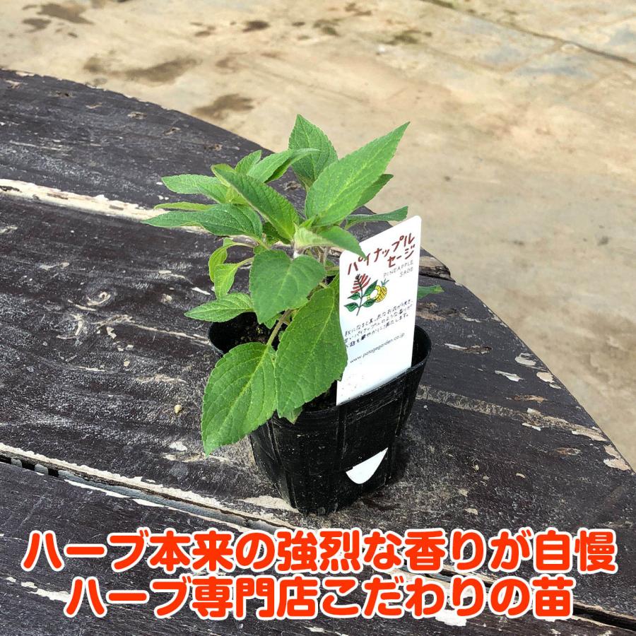 ハーブ 苗 パイナップルセージ 種類 栽培 ハーブティー ハーブガーデン 浄化 葉 花 ガーデニング 苗木 果樹 栽培キット Sage Pine ハーブ苗のポタジェガーデン 通販 Yahoo ショッピング