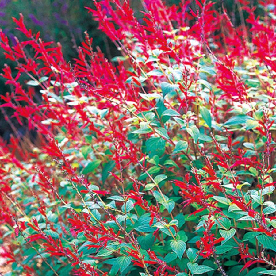 ハーブ 苗 パイナップルセージ 種類 栽培 ハーブティー ハーブガーデン 浄化 葉 花 ガーデニング 苗木 果樹 栽培キット Sage Pine ハーブ苗のポタジェガーデン 通販 Yahoo ショッピング