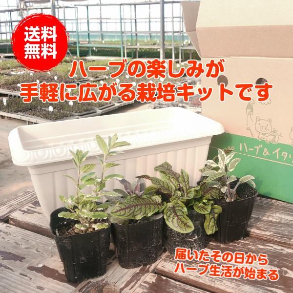 ハーブ 栽培キット 種類 栽培 苗 種 寄せ植え 初心者 花 ハーブティー ハーブガーデン 送料無料 レリーフプランター 白 Set w ハーブ苗のポタジェガーデン 通販 Yahoo ショッピング
